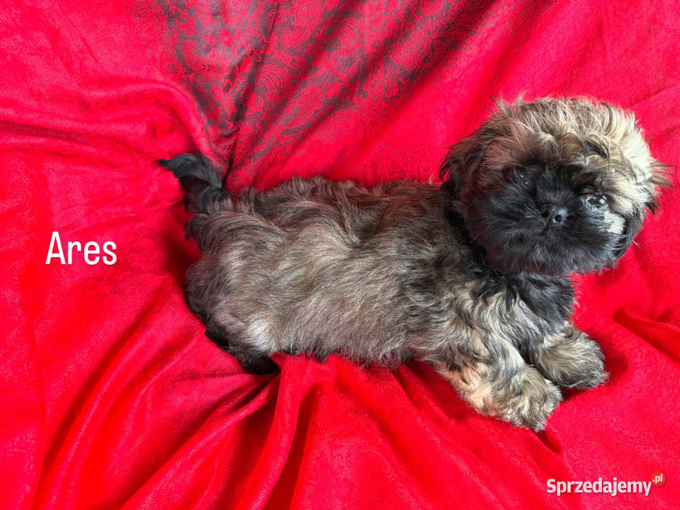 Shih Tzu Ares z rodowodem z hodowli Żywe Srebro Bolszewo