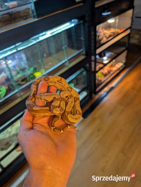 Boa imperator samiczka hypo jungle sprzedam