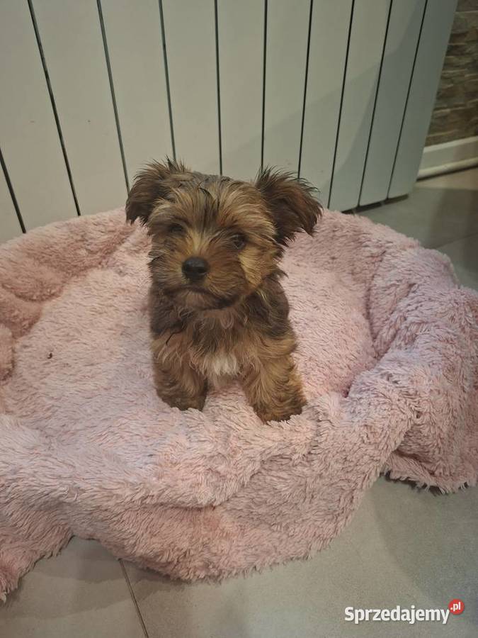 Yorkshire Terrier Chróścin