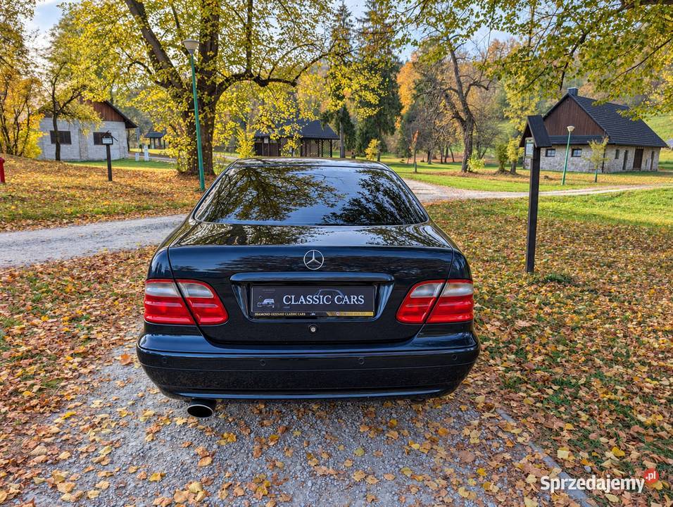 Mercedes Benz W208 CLK430 V8 Niedźwiedź