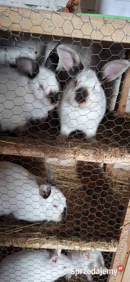 Kalifornijskie na ubój lubuskie Szlichtyngowa