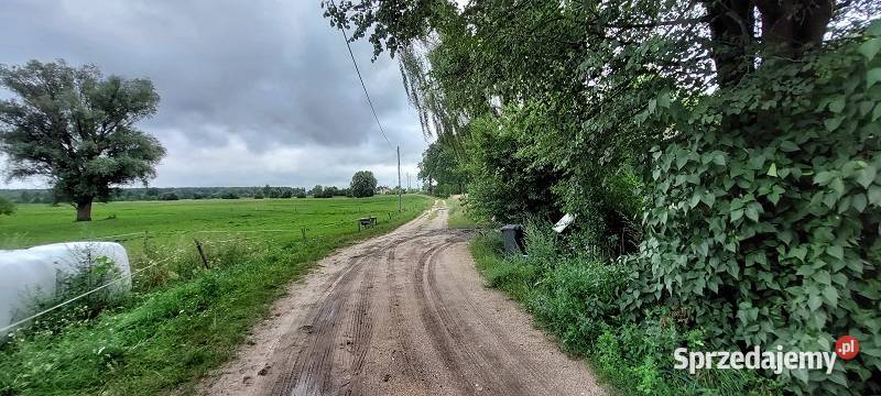 Syndyk sprzeda Ponikiew Duża