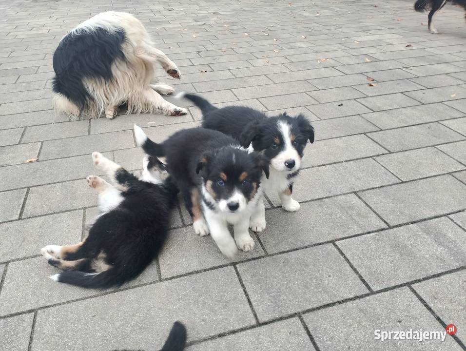 Border Collie Jarocin