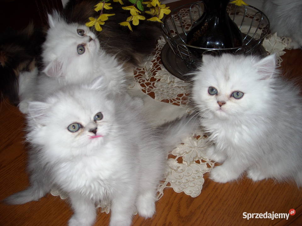 Kocieta perskie srebrzystobiale Warszawa