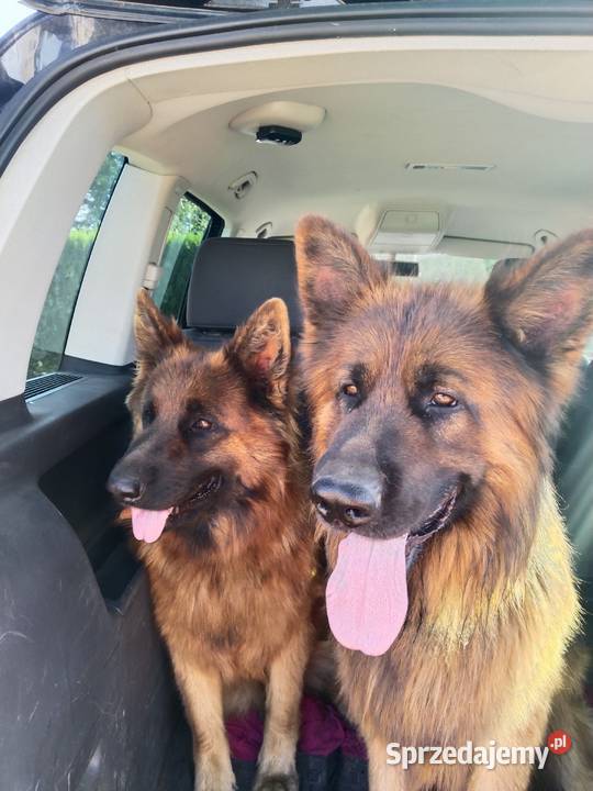 Owczarek niemiecki długowłosy Owczarek Osieczna