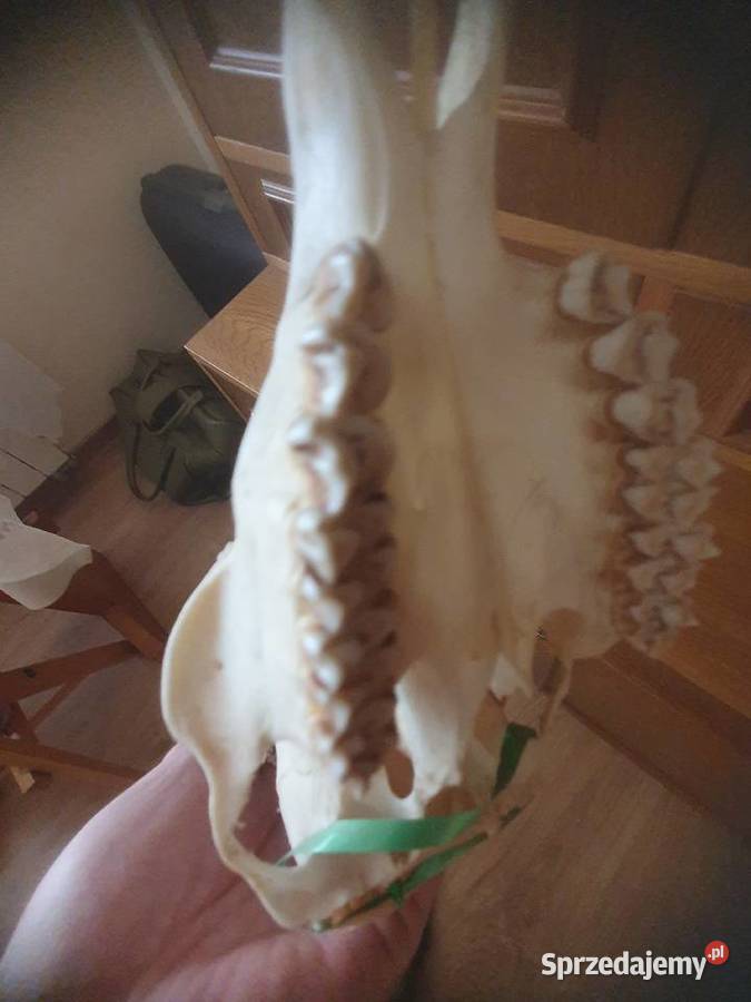 3xTrofea Myśliwskie Parostki Sarny Rogi Czaszka Warszawa