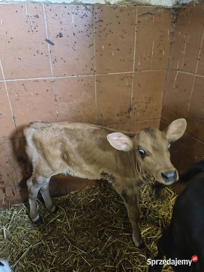 Cielęta jałówki Jersey Koniecpol
