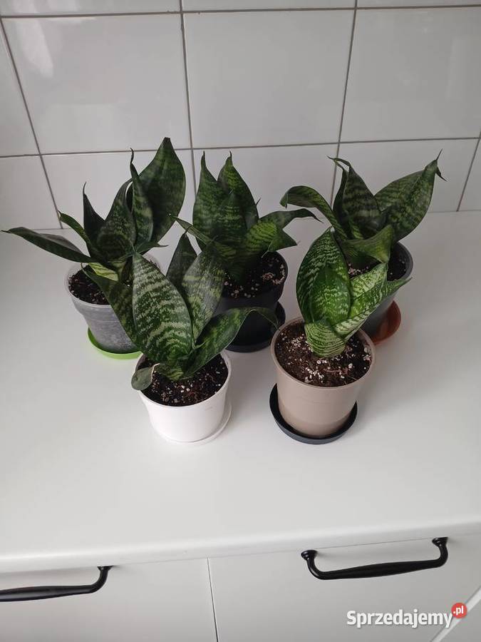 Sansewieria Green Hahnii miniaturowa Zielone Częstochowa