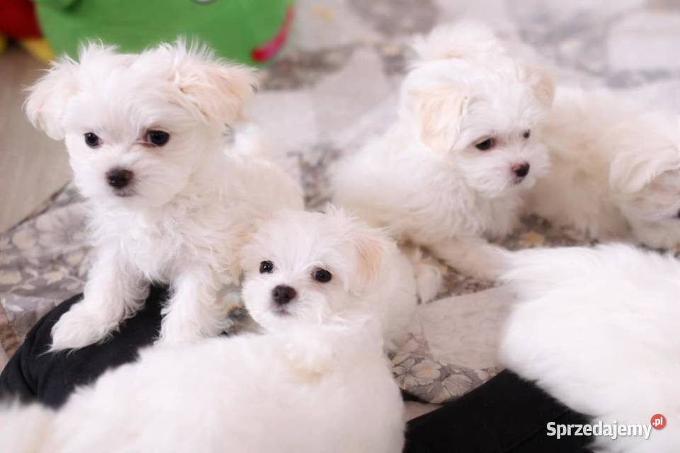 Maltańczyk szczenię-boy