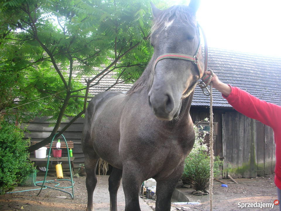 sprzedam konie szpaki gniade Limanowa
