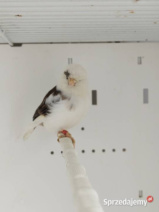 Kanarek Gloster samica Zwierzęta Gostyń sprzedam