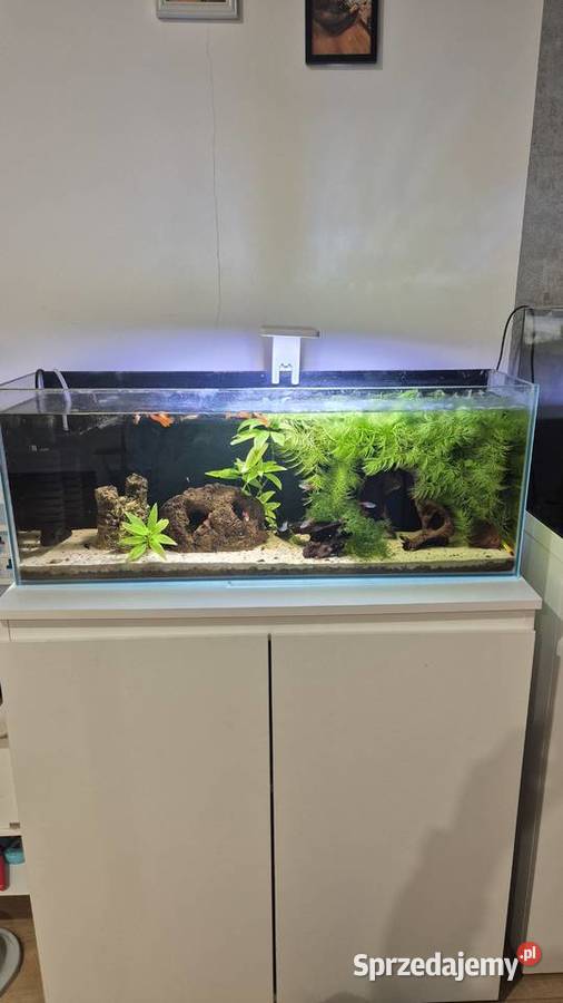 Akwarium z szafką i akwarium kostka Zwierzęta Siechnice