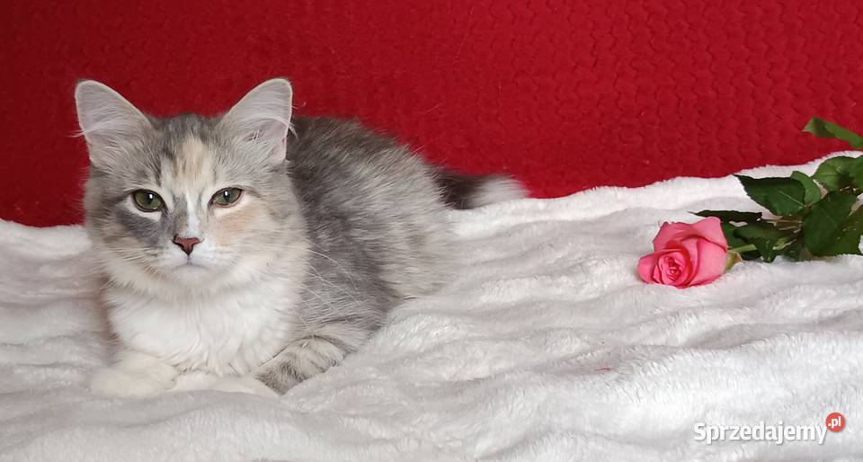 Koty Syberyjskie MAGIA ZKolakowegoDomu Kwilcz