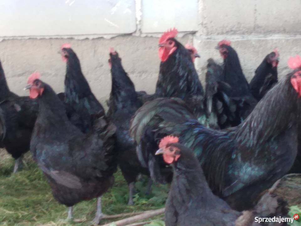 Kurczęta australorp Ryczów