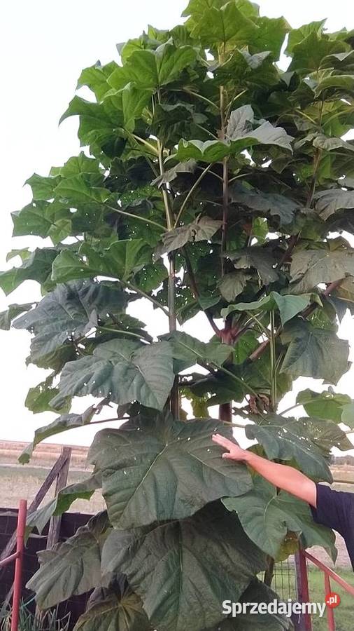 Paulownia shan tong drzewo tlenowe szybko Łopiennik Górny