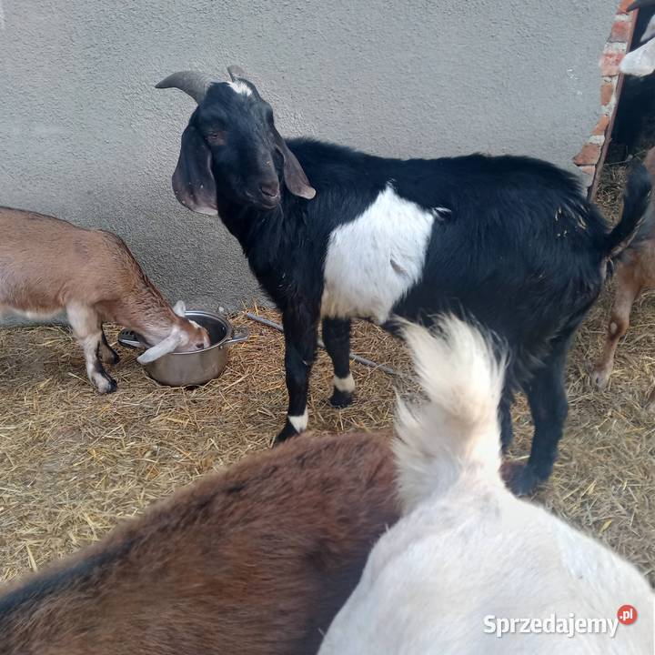Sprzedam Koziołki i Kozy Anglonubijskie Zwoleń sprzedam