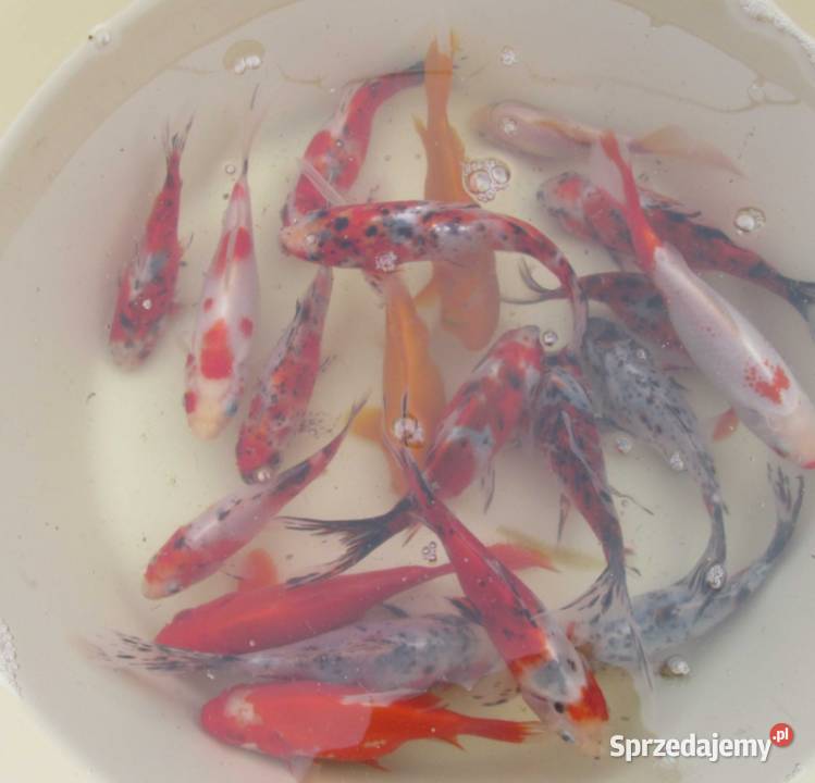 Karasie kolorowekarp koirybki do oczekzłota Ryby