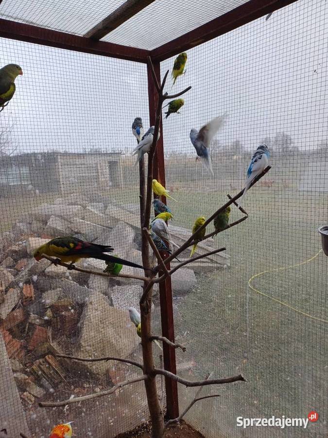Papugi faliste Zwierzęta sprzedam