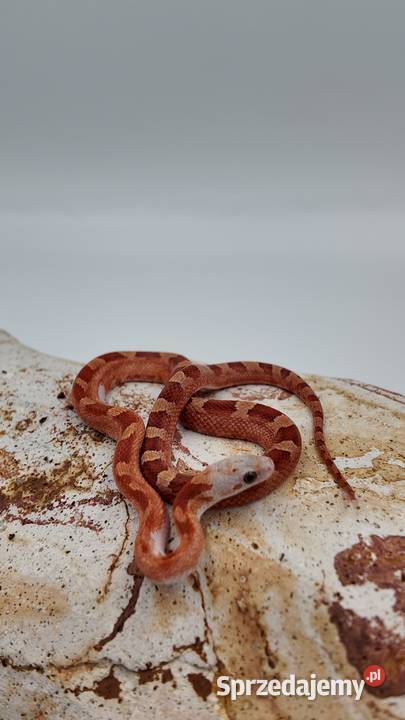 Piękny samiec węża zbożowego Bloodred Pied Sited Zwierzęta Olsztyn