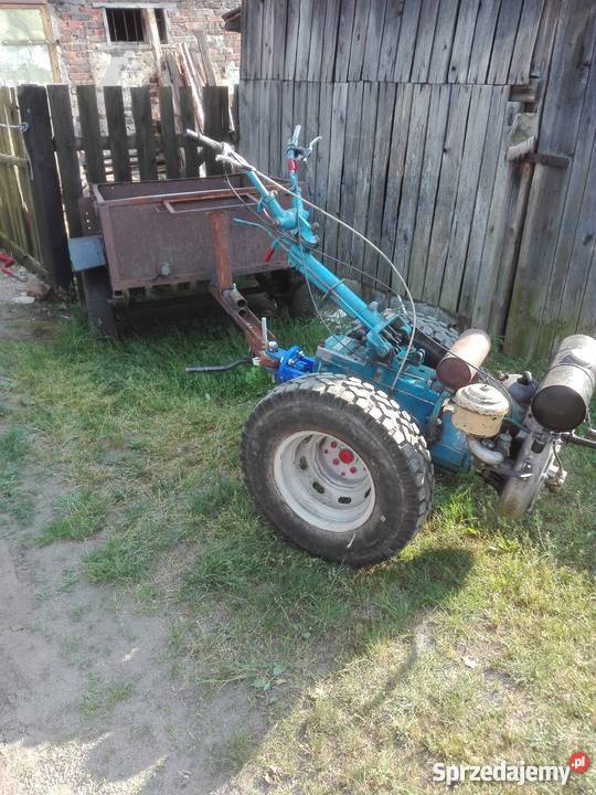 Dzik Ifa Mirostowice Dolne