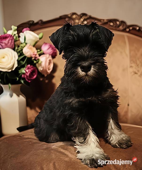 Sznaucer miniaturowy czarno srebrny FCI Wałbrzych
