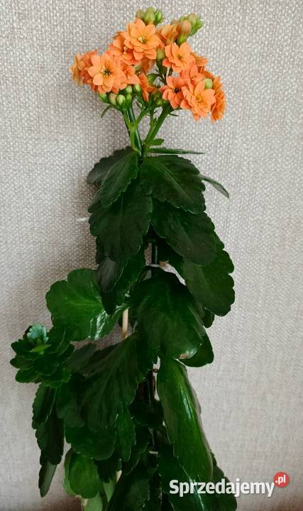 Roślina doniczkowa kalanchoe Łódź