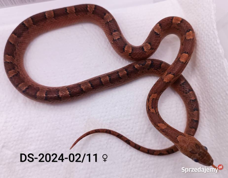 Węże zbożowe Bloodred 66het Amel Hypo Rybnik