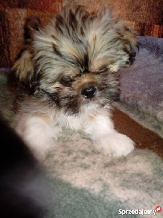 Szczeniaki Shih Tzu Kraśnik sprzedam