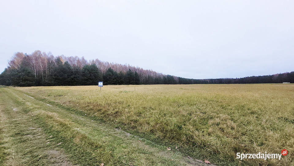 Malownicza działka 122 ha lesie Radawie