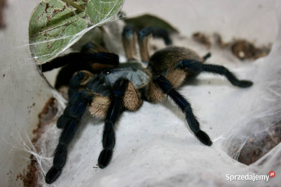 Monocentropus balfouri samica adult śląskie