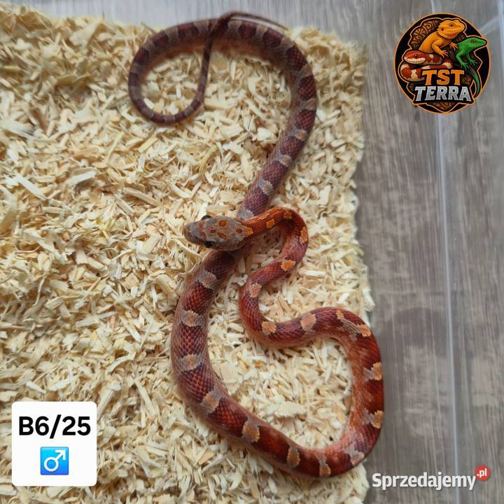 Węże zbożowe mahoniowe smugowy Starachowice