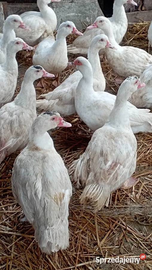 Sprzedam kaczki francuskie wielkopolskie Sokolniki
