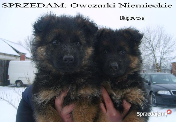 Owczarki Niemieckie Długowłose Ciechanów