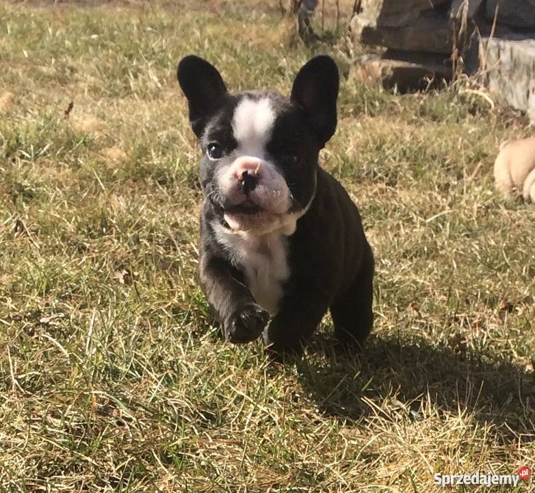 Buldog Francuski dolnośląskie Wrocław