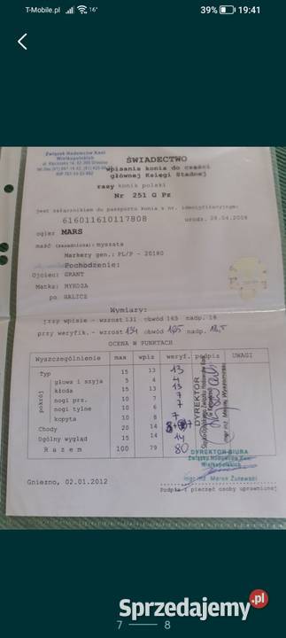 Ogier konik polski z licencją Sieroszowice