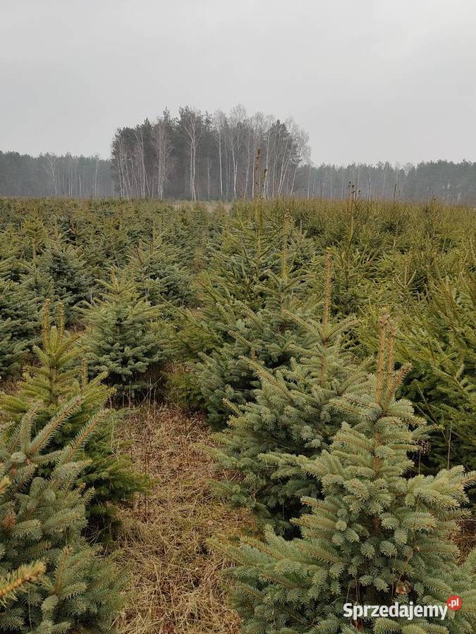 Sprzedam choinki