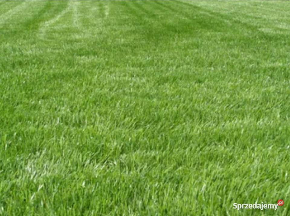 Zakładanie trawnika siew trawy KAZIMIERZ DOLNY lubelskie