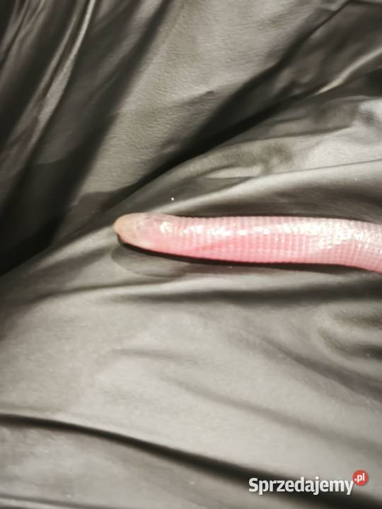 blanus sp blind snake slepucha młody osobnik Gady i płazy Wałbrzych