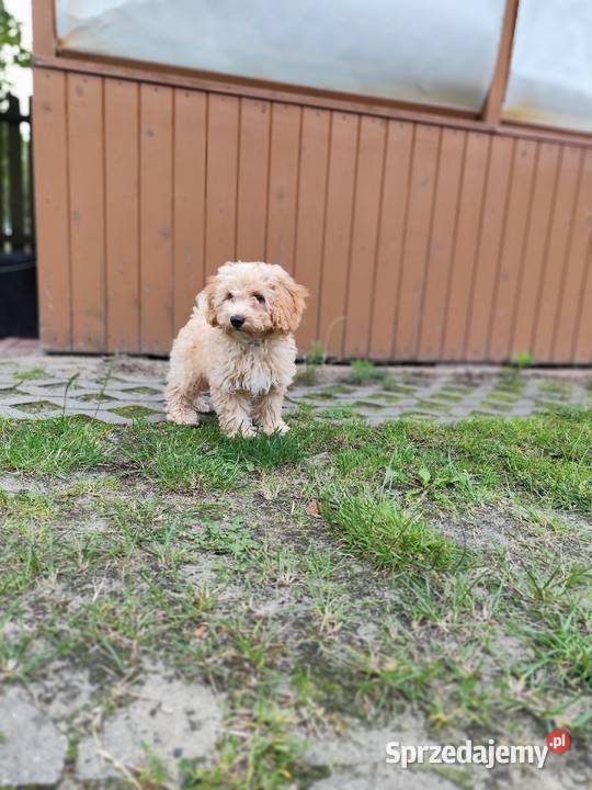 Maltipoo chłopcy F1b