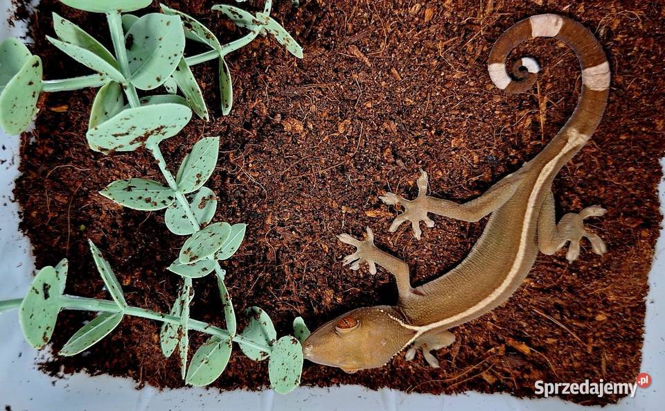 Gekon paskowany gekonki mazowieckie Wołomin