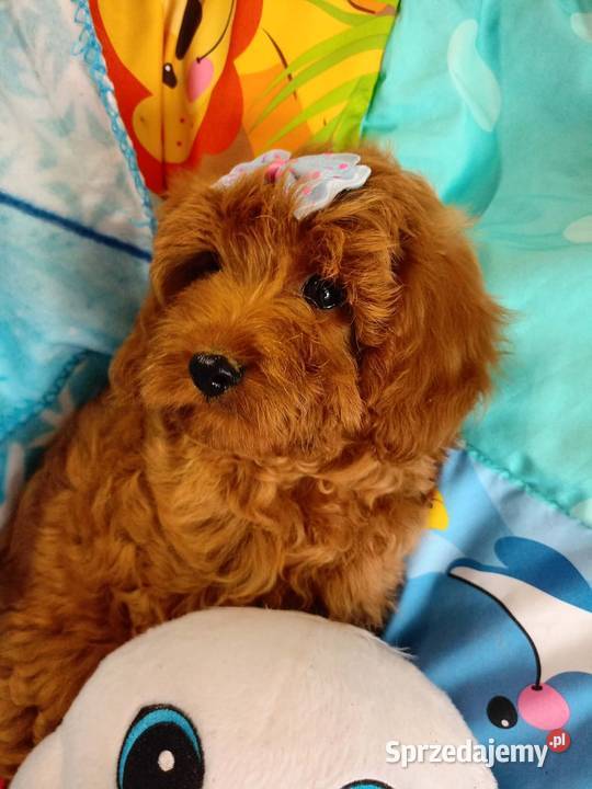 Cavapoo f1b Miechów