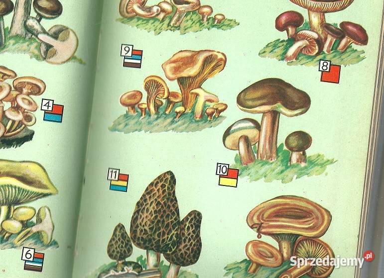 Kuchnia warszawska 1961 kuchnia potrawy dania łódzkie