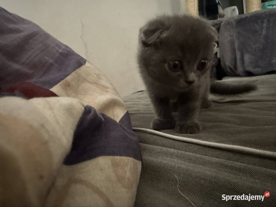 Oddam kocięta szkockie w zamian sprzedam