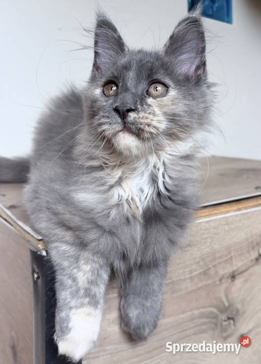 Maine Coon piękne kocięta Linia Shaded Wińsko