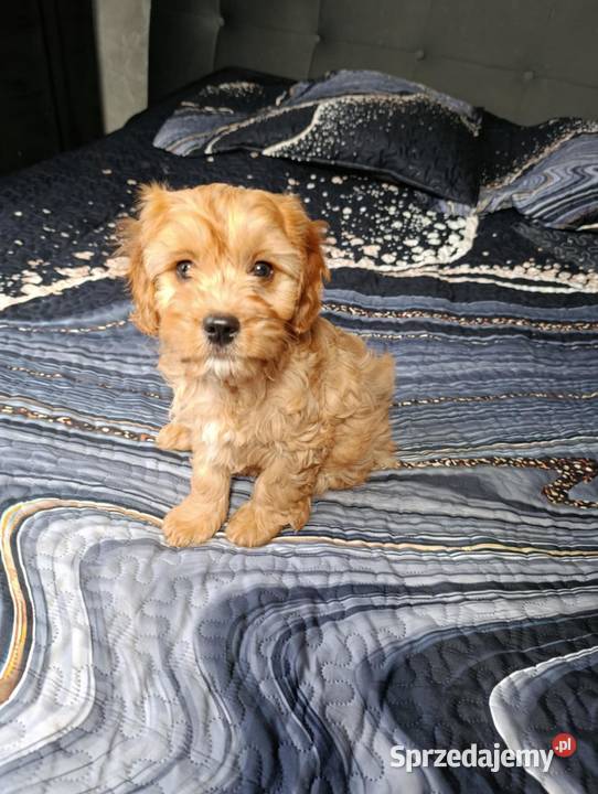 Piesek Cavapoo Szczaworyż