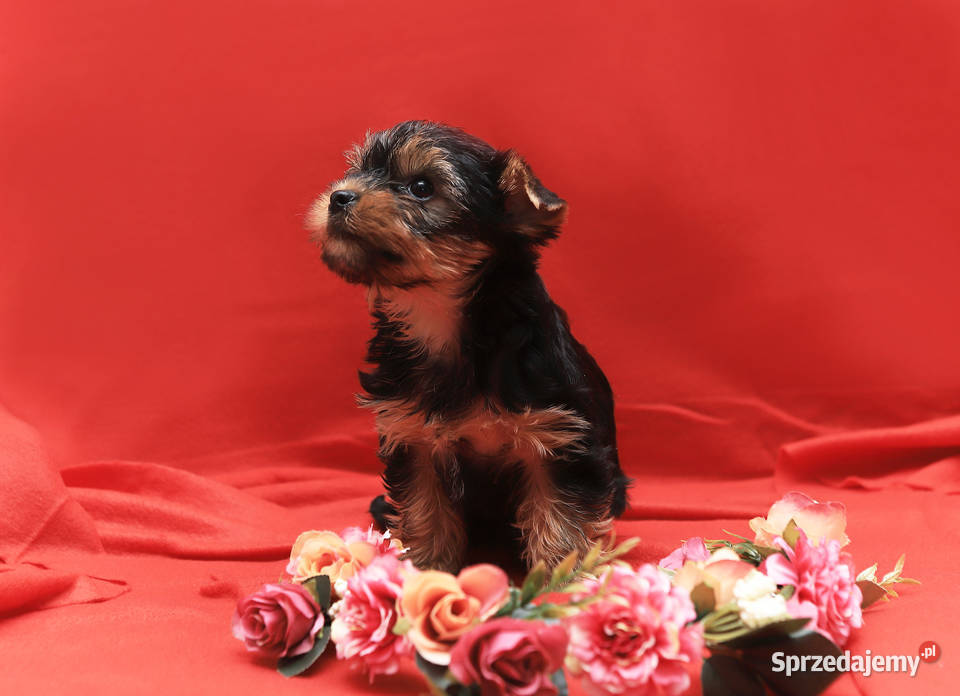 Alutka i siostry Yorkshire Terrier czekają na Oława