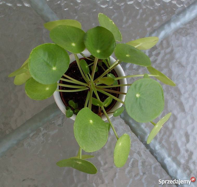 Kwiatek domowy Pieniążek Poznań