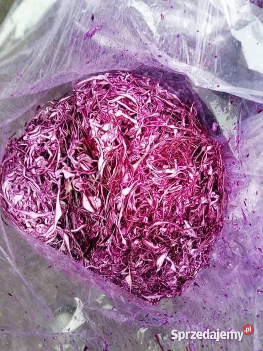 Sprzedam kapustę białą czerwoną warzywa Rośliny okopowe