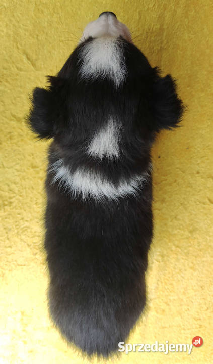 Szczeniak BORDER COLLIE z Hodowli Rasowa suczka Pozostałe podkarpackie Iwonicz sprzedam