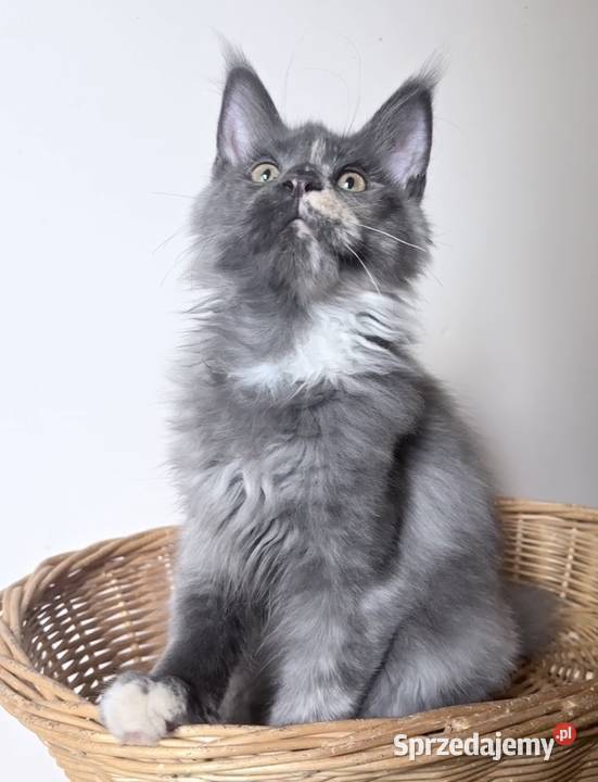 Maine Coon kotki Maine Coon Wińsko